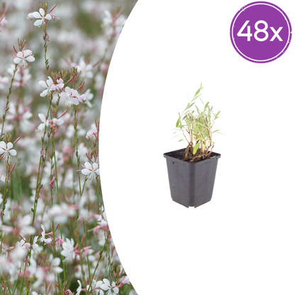 Gaura lindheimeri Prachtkerze – Ø9cm – Höhe 10-25cm – Weiße Rosa Blüten – Sommerblühende Staude – Ansicht 13