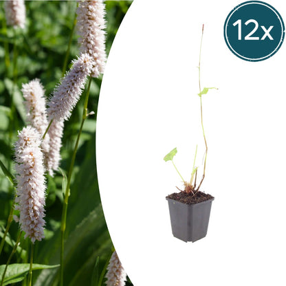Persicaria bistorta Superba Rosa Blütenstaude für feuchte Beete & Teichrand Ø9cm 12 Stück