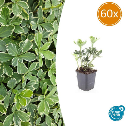 Schattengrün Pachysandra terminalis 'Variegata' – ↕10-25cm – Ø9cm – 60 Pflanzen – Winterhart – Immergrün – Pflegeleicht – Bodendecker für Schatten 