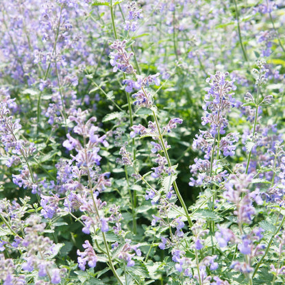 Nepeta faassenii Katzenminze Winterharte Staude Ø9cm 6 Stück