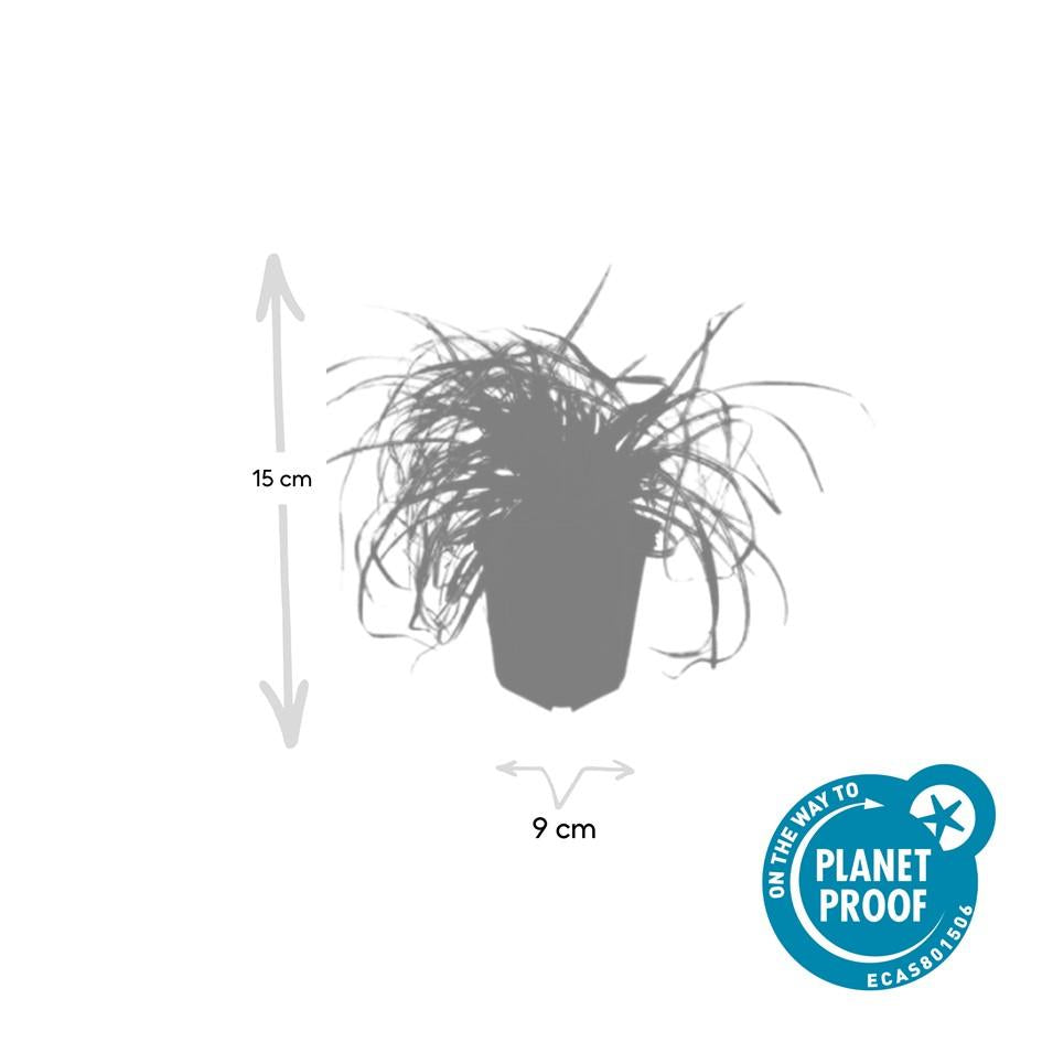 Gold Segge Carex oshimensis 'Evergold' – ↕10-25cm – Ø9cm – 6 Pflanzen – Bodendecker – Immergrün – Pflegeleicht – Schattentauglich 