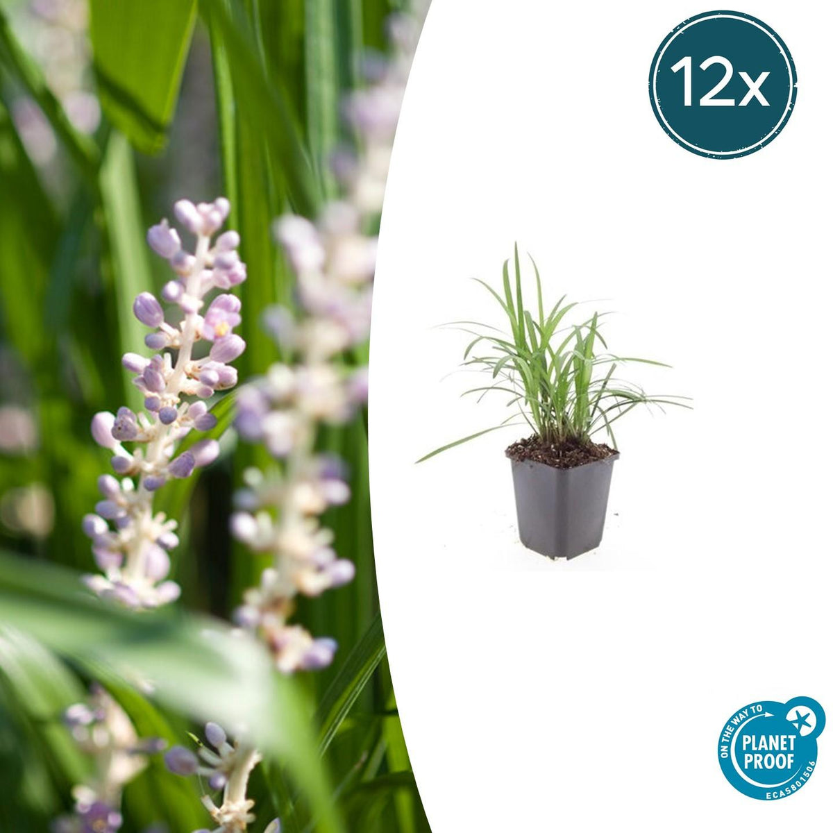 Glöckchentraube Liriope muscari 'Monroe White' – ↕10-25cm – Ø9cm – 12 Pflanzen – Immergrüner Bodendecker für Beete & Steingärten 