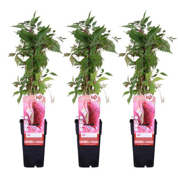 Wilder Wein - Parthenocissus q. var. 'Engelmannii' - ↨65cm - Ø15cm - 3 Stück 