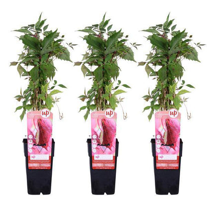 Wilder Wein - Parthenocissus q. var. 'Engelmannii' - ↨65cm - Ø15cm - 3 Stück 