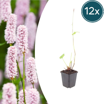 Persicaria bistorta Rosa blühende Staude Ø9cm 12 Stück