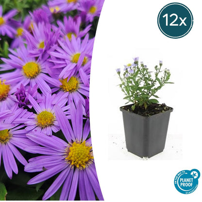 Kissen-Aster Aster (D) 'Prof. Anton Kippenberg' – ↕10-25cm – Ø9cm – 12 Pflanzen – Lila Herbstblüte – Pflegeleicht – Beete & Töpfe 