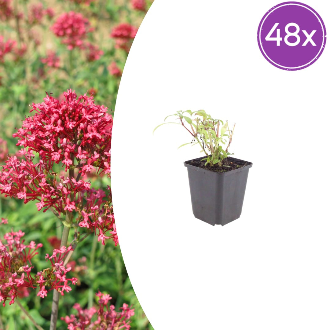 Rote Spornblume Centranthus ruber ‘Coccineus’ Sommerblühende Staude Ø9cm 48 Stück