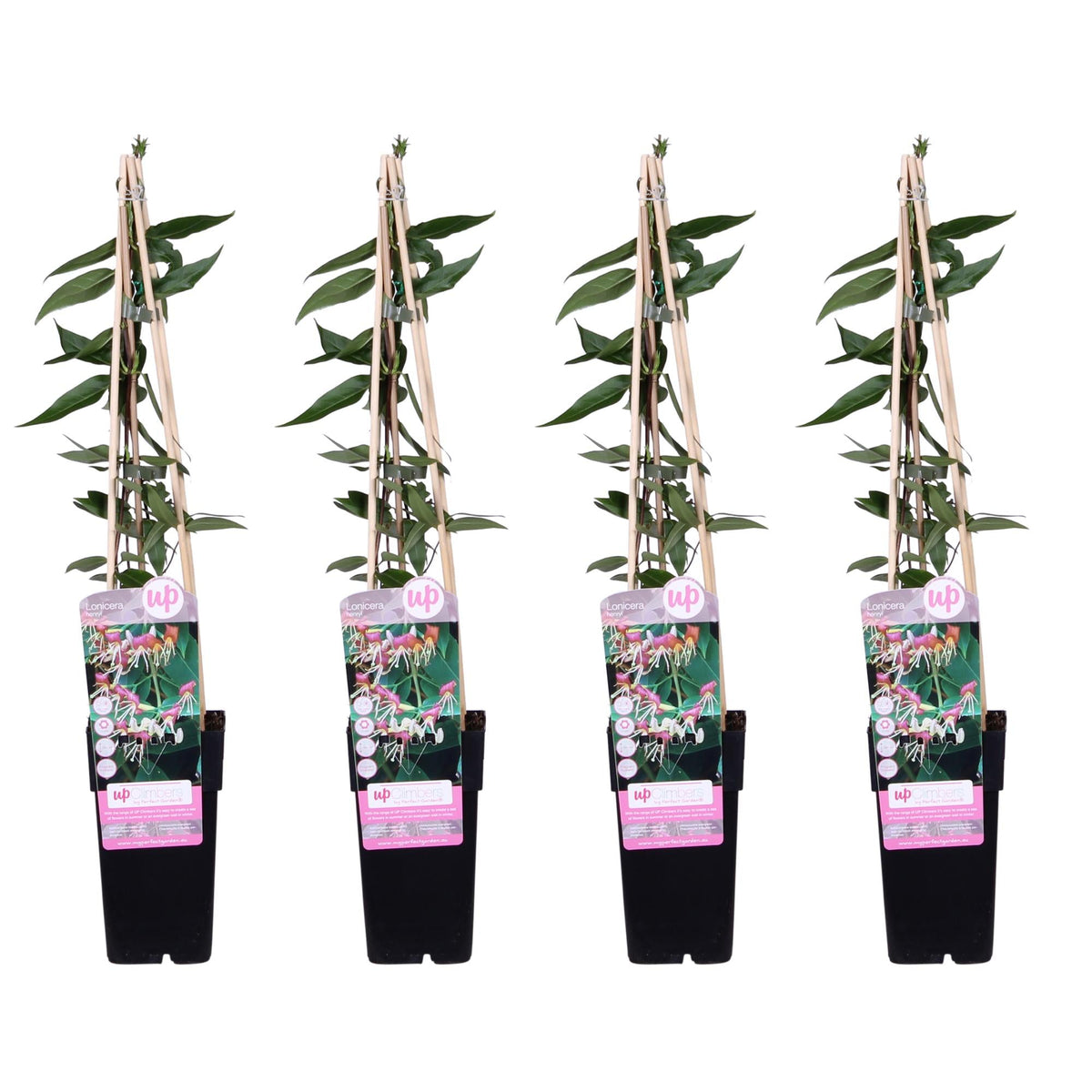 Geißblatt Lonicera henryi 'Copper Beauty' – Immergrüne Kletterpflanze – 4 Pflanzen– ↨65cm – Ø15cm – Duftende gelb-weiße Blüten 
