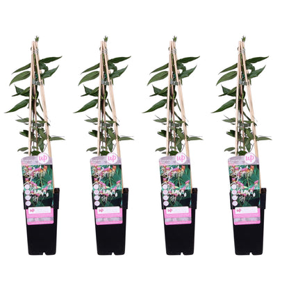 Geißblatt Lonicera henryi 'Copper Beauty' – Immergrüne Kletterpflanze – 4 Pflanzen– ↨65cm – Ø15cm – Duftende gelb-weiße Blüten 
