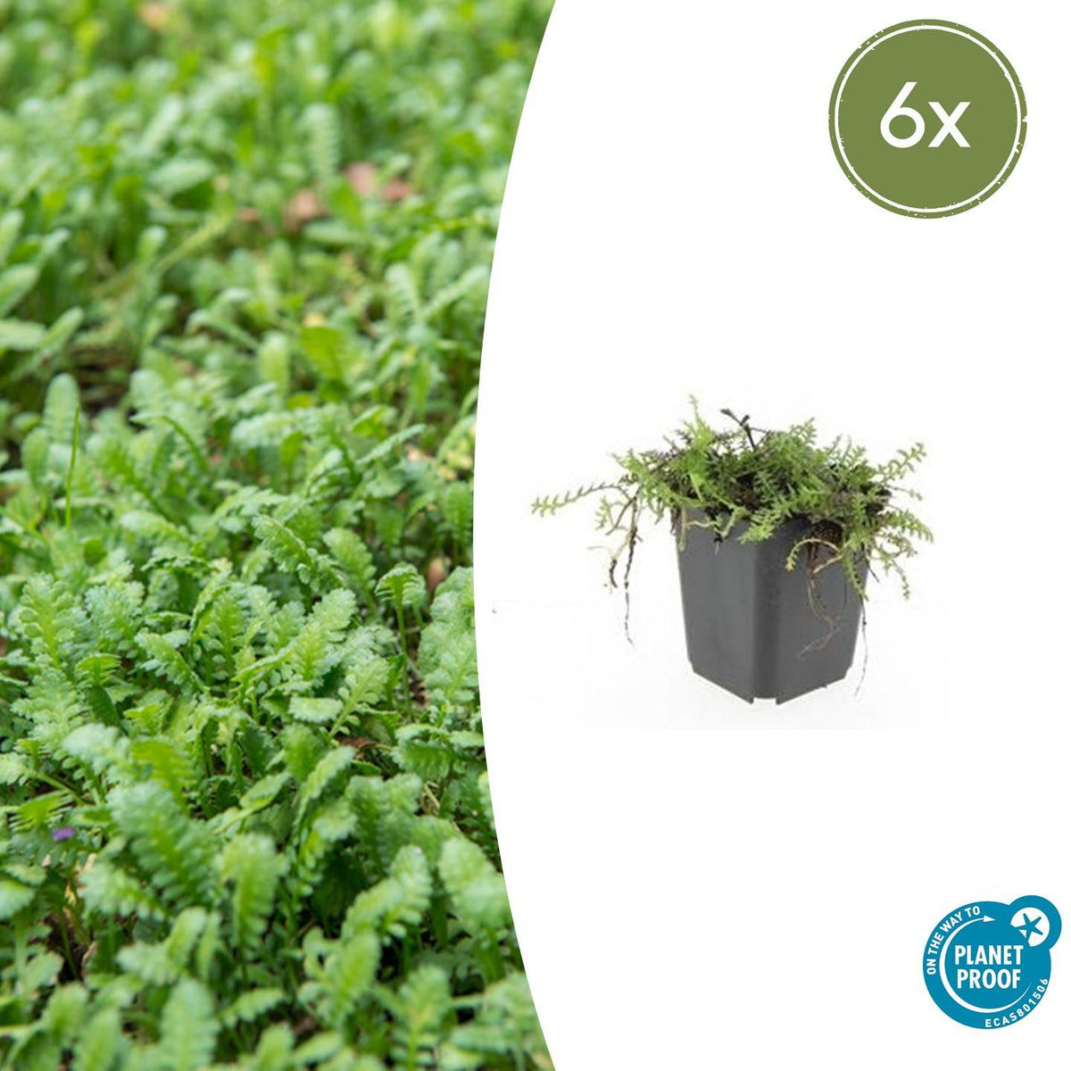 Fiederpolster Leptinella squalida – ↕10-25cm – Ø9cm – 6 Pflanzen – Immergrüner Bodendecker, Farnartige Blätter, Schattentauglich, Pflegeleicht 