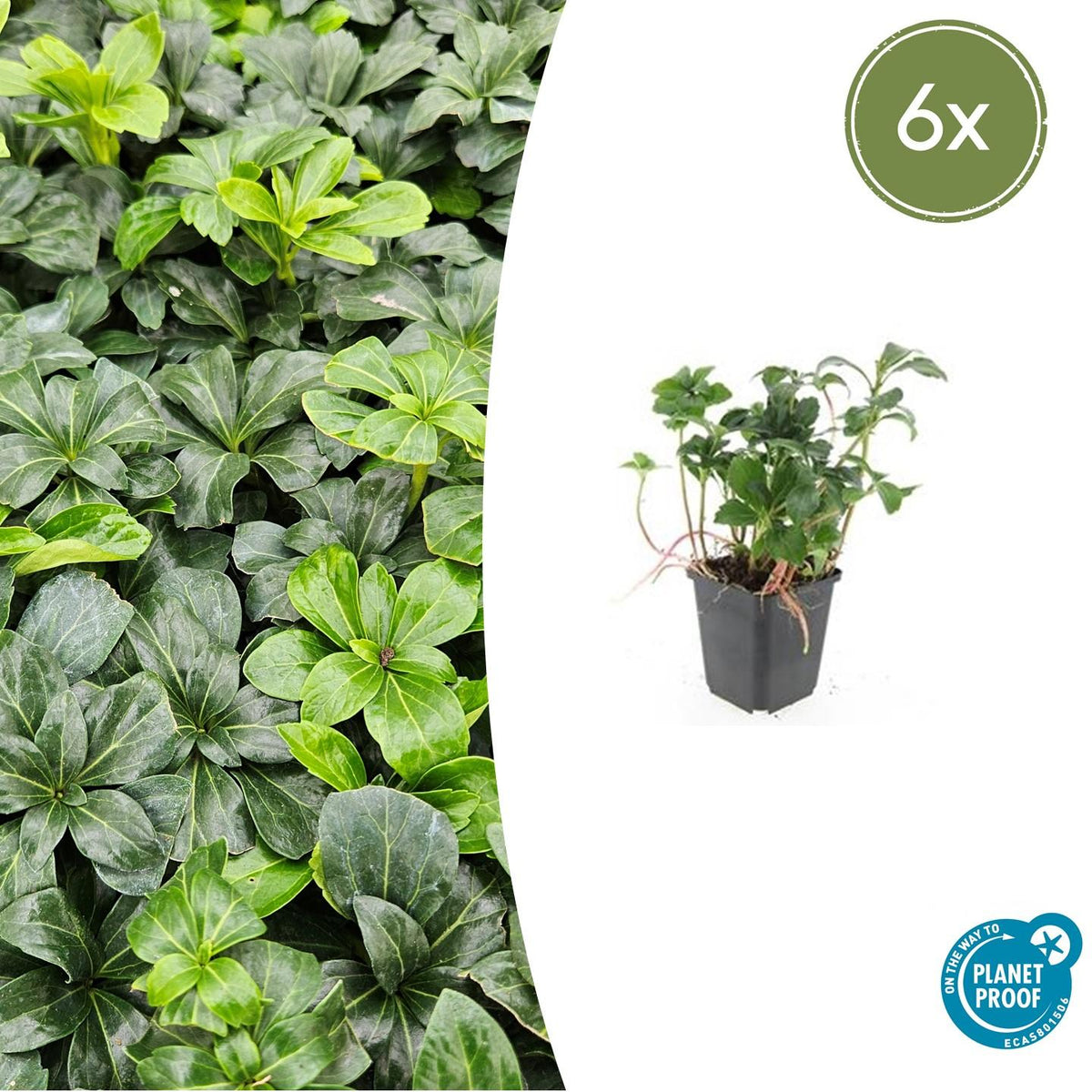 Schattengrün Pachysandra terminalis 'Green Sheen' – ↕10-25cm – Ø9cm – 6 Pflanzen – Immergrüner Bodendecker – Pflegeleicht & Winterhart 
