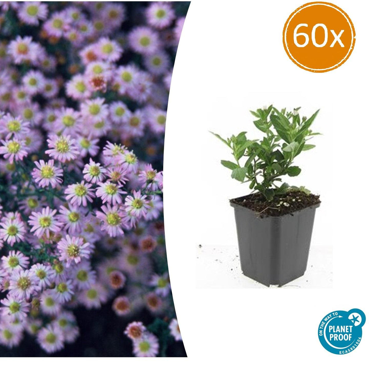 Wild-Aster Aster ageratoides 'Stardust' – ↕10-25cm – Ø9cm – 60 Pflanzen – Herbstblüher & Bienenfreundlich – Weiße Sternblüten – Sonne & Halbschatten – Pflegeleicht 