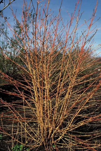 Roter Hartriegel – Cornus sanguinea 'Midwinter Fire' – ↑10-25cm – Ø9cm – 6 Pflanzen – Winterharter Zierstrauch, Leuchtende Zweige, Pflegeleicht 