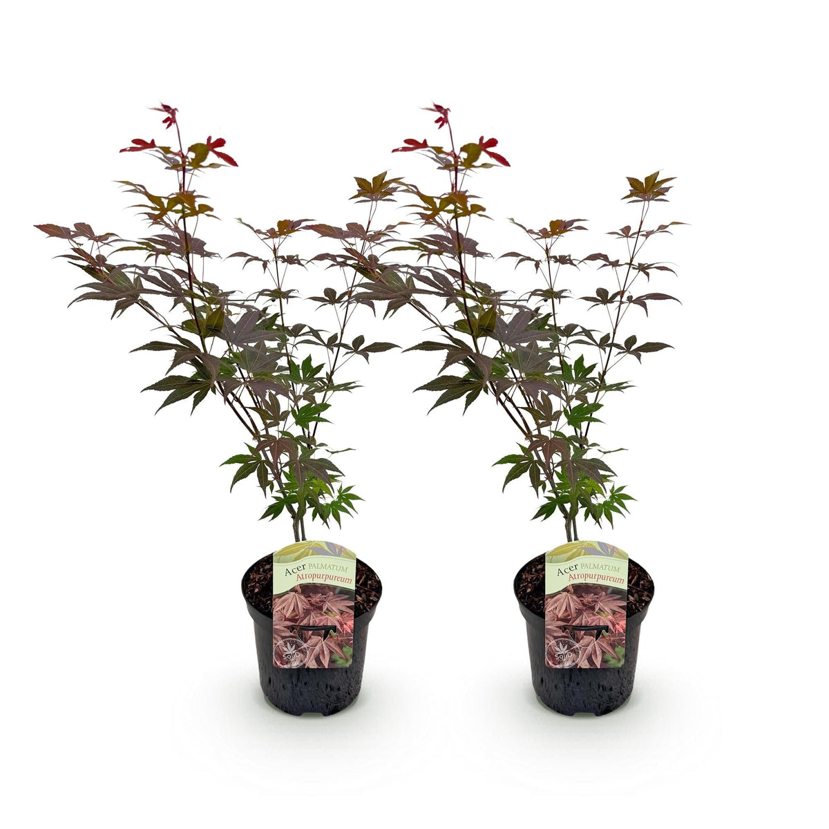 Japanischer Ahorn – Acer palmatum 'Atropurpureum' – 2 Pflanzen – ca. 70 cm hoch – Topf Ø19 cm – tief lila Blätter – Balkon- & Gartenpflanze 