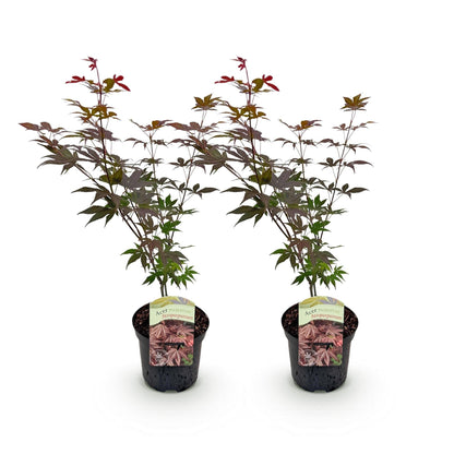 Japanischer Ahorn – Acer palmatum 'Atropurpureum' – 2 Pflanzen – ca. 70 cm hoch – Topf Ø19 cm – tief lila Blätter – Balkon- & Gartenpflanze 