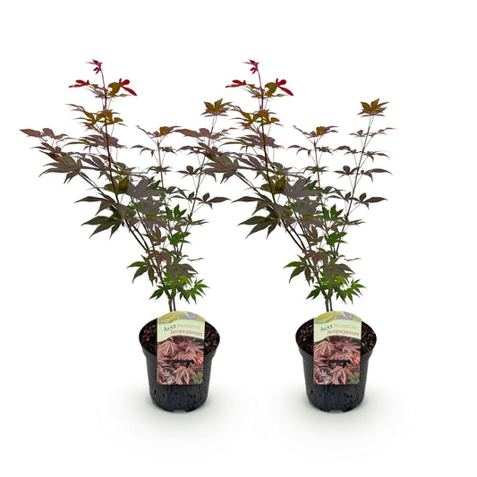 Japanischer Ahorn – Acer palmatum 'Atropurpureum' – 2 Pflanzen – ca. 70 cm hoch – Topf Ø19 cm – tief lila Blätter – Balkon- & Gartenpflanze 