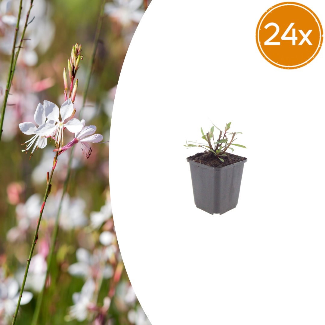 Gaura lindheimeri Whirling Butterflies – Ø9cm – Höhe 10-25cm – Prachtkerze – Reinweiße Blüten – Ansicht 12