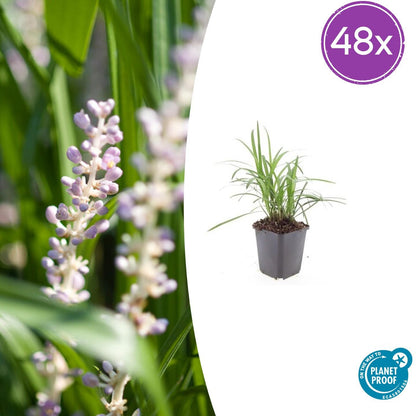 Liriope muscari 'Monroe White' – 48 Pflanzen - Immergrüne Staude – 9cm – ↕10–25cm – Weißblühende Bodendeckerpflanzen – Winterhart & pflegeleicht – Für Sonne & Schatten 