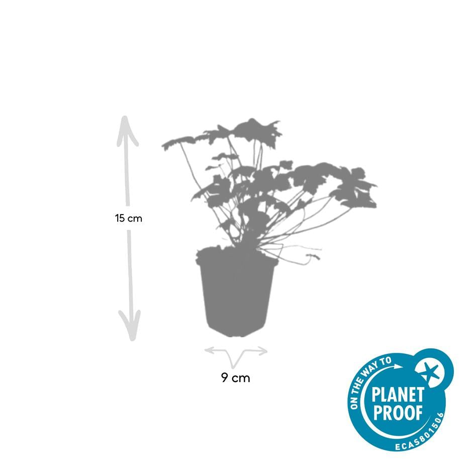 Storchschnabel Geranium macrorrhizum 'Czakor' – ↕10-25cm – Ø9cm – 6 Pflanzen – Tiefrosa Blüten – Aromatisches Laub – Robuster Bodendecker 