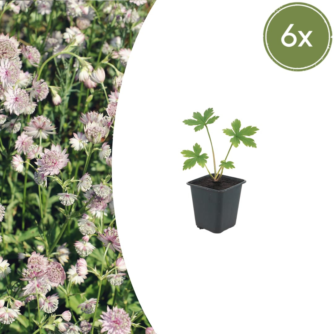 Sterndolde Astrantia major Langblühende Staude für Sonne & Halbschatten Ø9cm 6 Stück