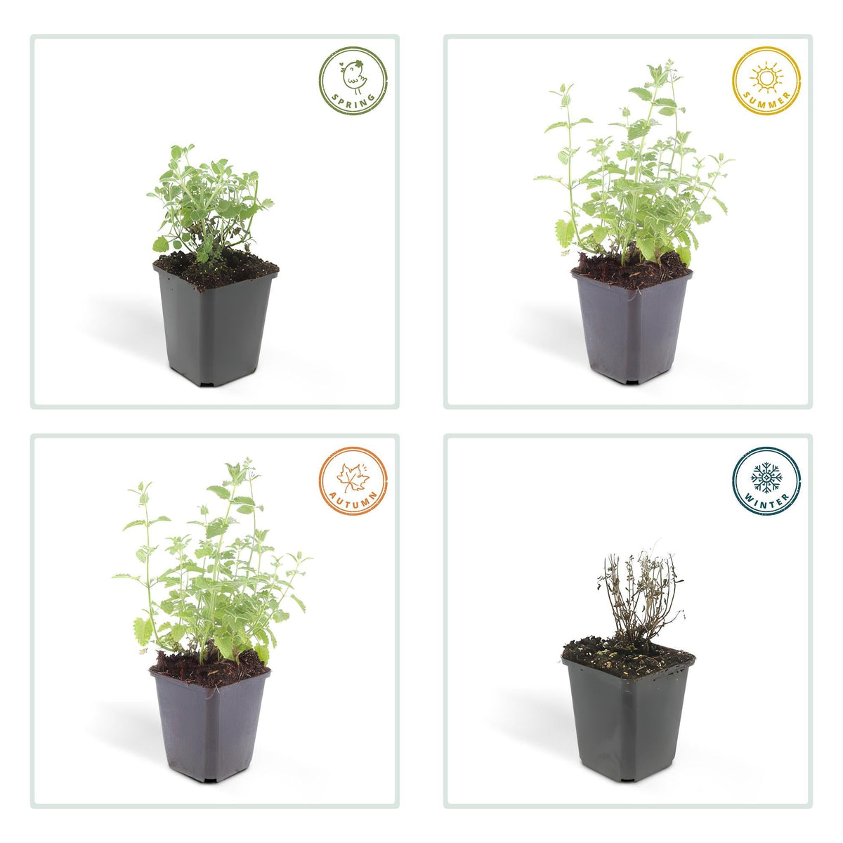 Katzenminze - Nepeta 'Six Hills Giant' - ↕10-25cm - Ø9cm - 6 Pflanzen – Lila-blühende Staude – Bienen & Schmetterlinge – Sonnig & Pflegeleicht 