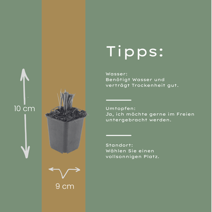 Liatris spicata Winterharte Staude Ø9cm 6 Stück