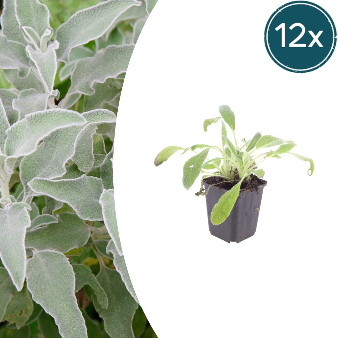 Stachys byzantina – 12 Pflanzen – Ø9cm – Höhe 10-25cm – Winterharte Staude – Silberlaub Bodendecker – Trockenheitsresistent für Beet & Steingarten - Oasis of Life
