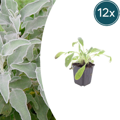 Stachys byzantina – 12 Pflanzen – Ø9cm – Höhe 10-25cm – Winterharte Staude – Silberlaub Bodendecker – Trockenheitsresistent für Beet & Steingarten - Oasis of Life