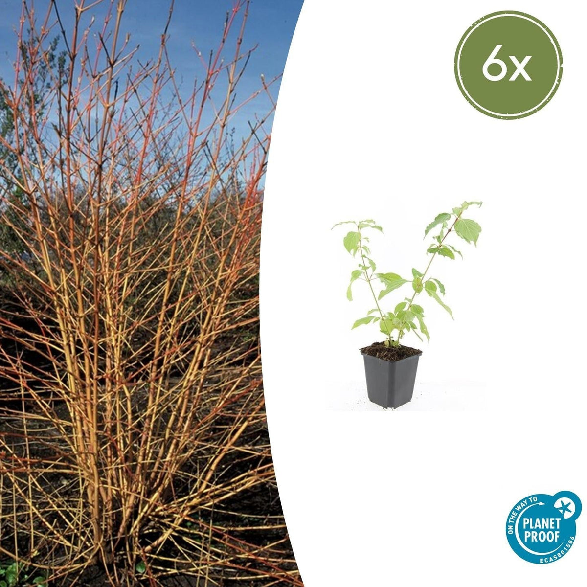Roter Hartriegel Cornus sang. 'Anny's Winter Orange' – ↕10-25cm – Ø9cm – 6 Pflanzen – Winterharte Sträucher – Leuchtend orange Zweige – Für Beete & Solitärpflanzungen 