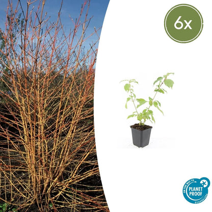 Roter Hartriegel Cornus sang. 'Anny's Winter Orange' – ↕10-25cm – Ø9cm – 6 Pflanzen – Winterharte Sträucher – Leuchtend orange Zweige – Für Beete & Solitärpflanzungen 