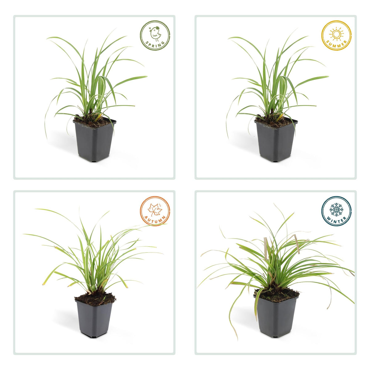 Weißrandige Segge Carex morrowii 'Ice Dance' – ↕10-25cm – Ø9cm – 6 Pflanzen – Immergrünes Ziergras – Bodendecker für Sonne & Schatten – Pflegeleicht 
