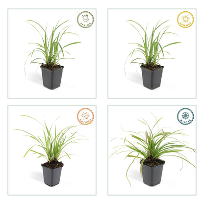 Weißrandige Segge Carex morrowii 'Ice Dance' – ↕10-25cm – Ø9cm – 6 Pflanzen – Immergrünes Ziergras – Bodendecker für Sonne & Schatten – Pflegeleicht 