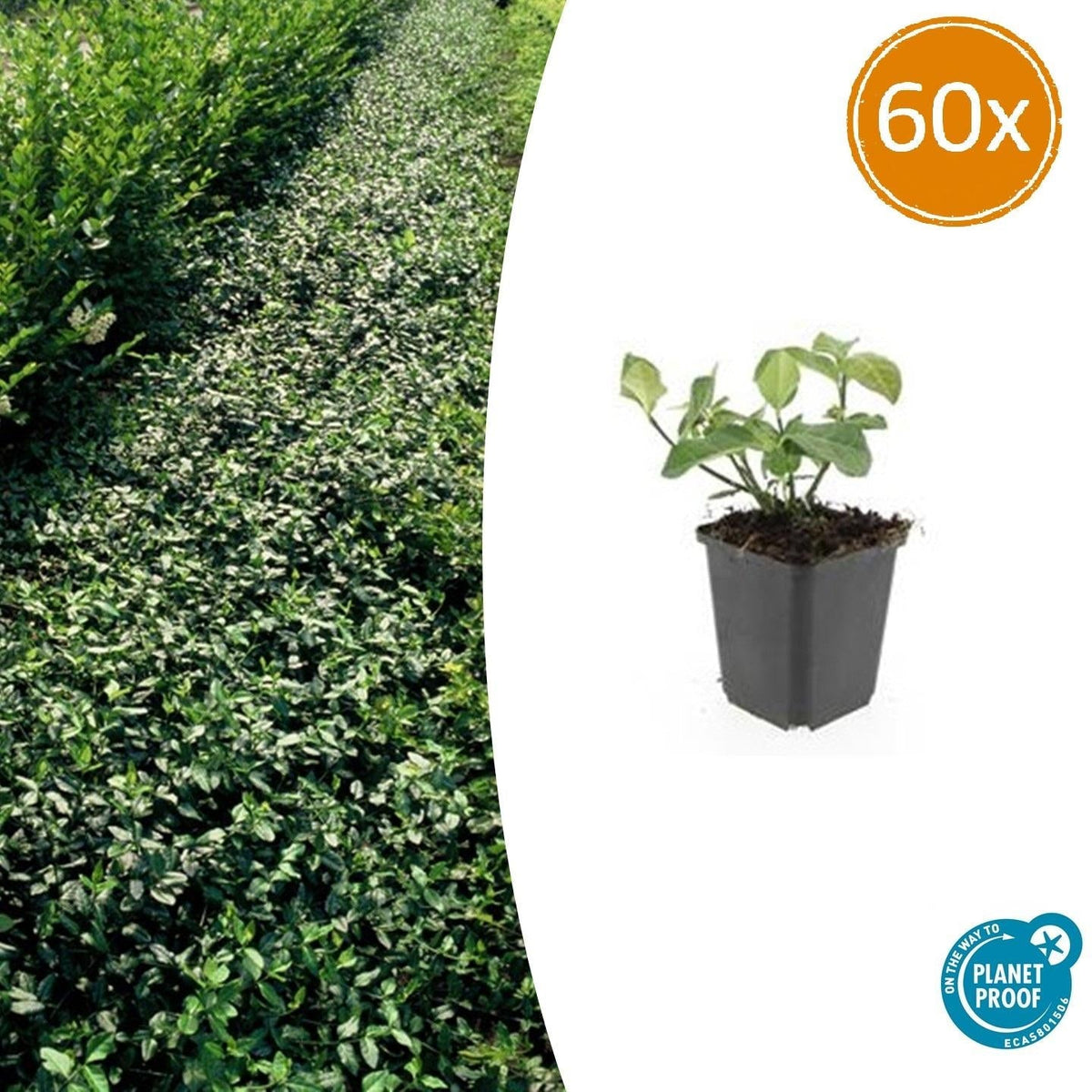 Spindelstrauch – Euonymus fortunei 'Dart's Blanket' – ↕10-25 cm – Ø9 cm – 60 Pflanzen – Zweifarbig & winterhart – Pflegeleichter Bodendecker – Sonne & Schatten 
