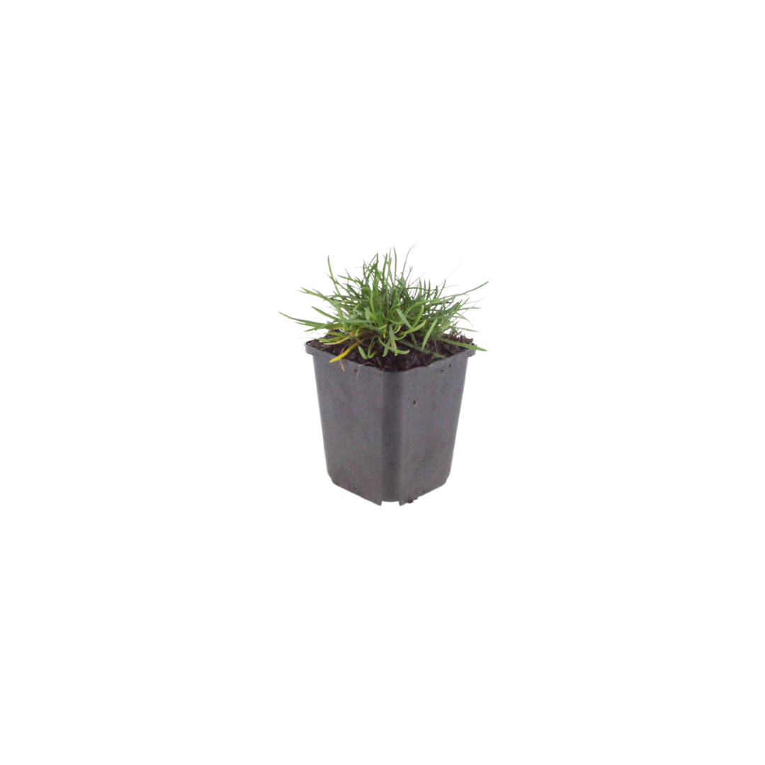 Grasnelke Armeria maritima ‘Splendens’ – 6 Pflanzen – 10-25cm – Ø9cm – Winterharte Staude mit rosa Blüten – Ideal für Steingarten, Beet & sonnige Bordüren - Oasis of Life