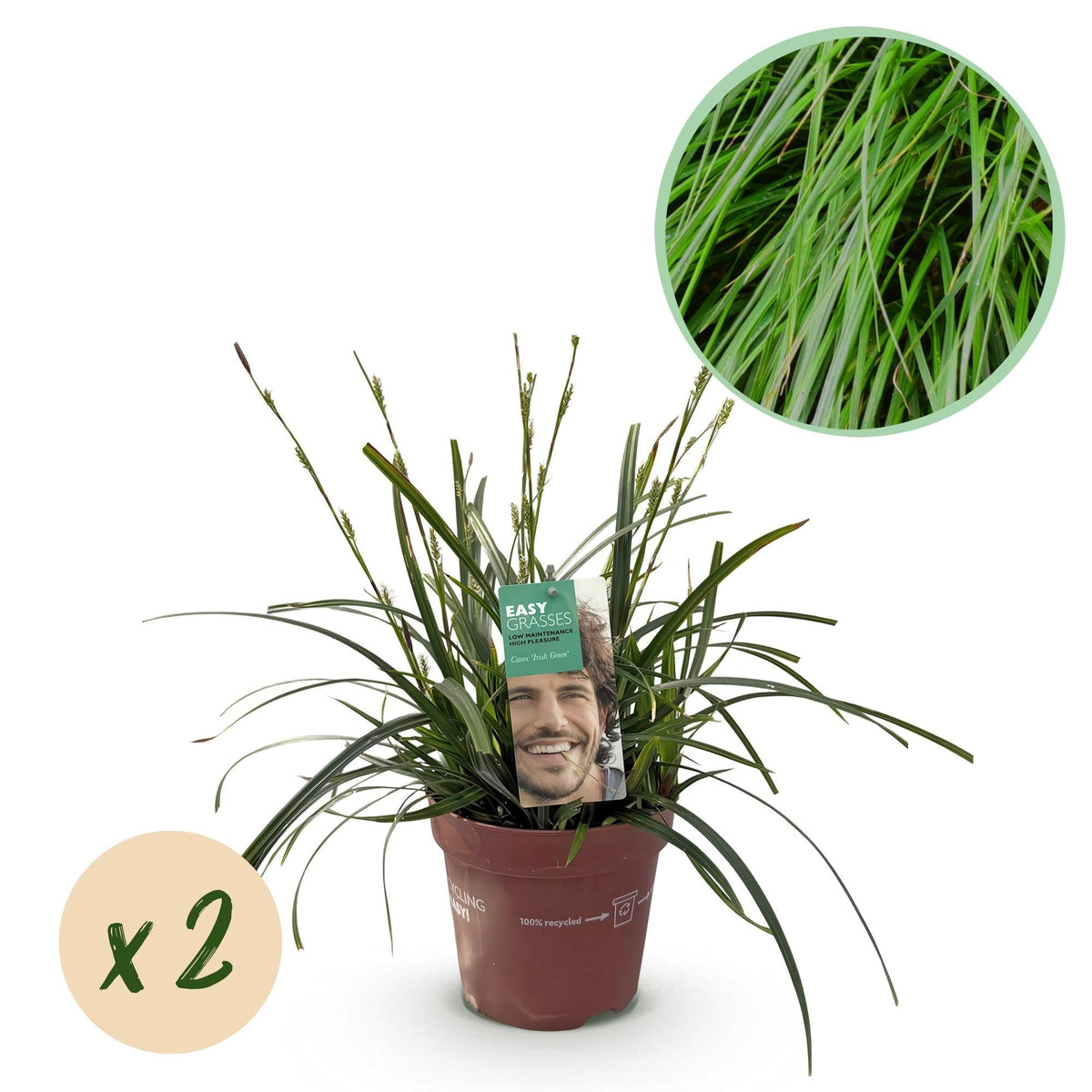 Japansegge Carex oshimensis Intense Green – 2 Pflanzen Ø17cm – Immergrün – Pflegeleicht – Lebhaft grüne Blätter – Ziergras Höhe ca. 50cm 