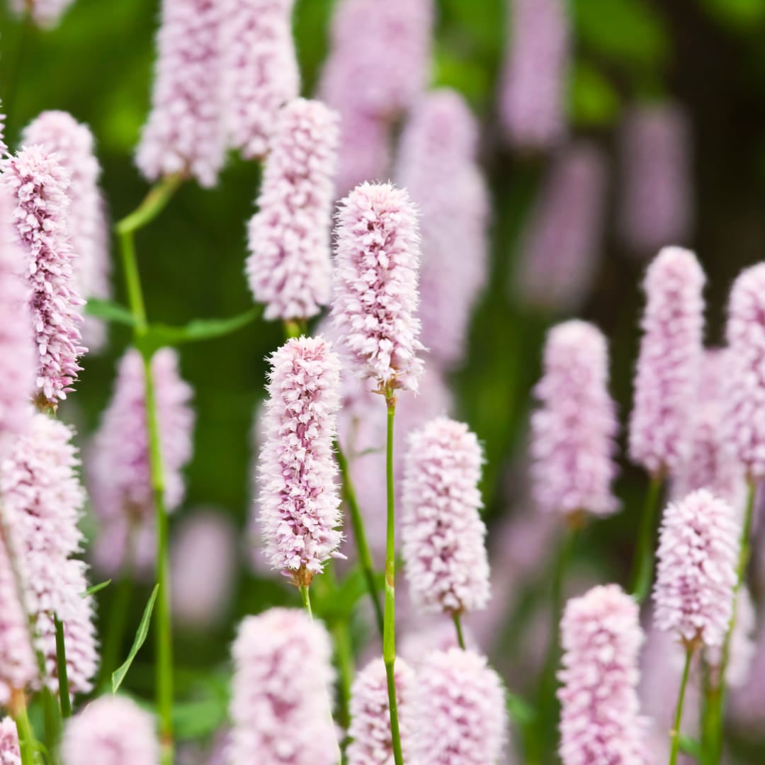 Persicaria bistorta Rosa blühende Staude Ø9cm 6 Stück