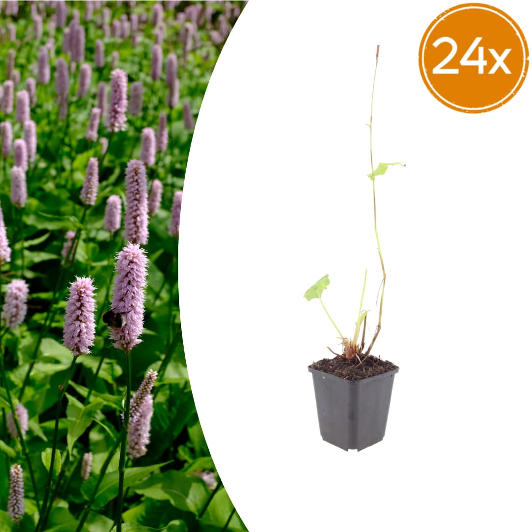 Persicaria affinis Superba Winterharte Staude Ø9cm 24 Stück