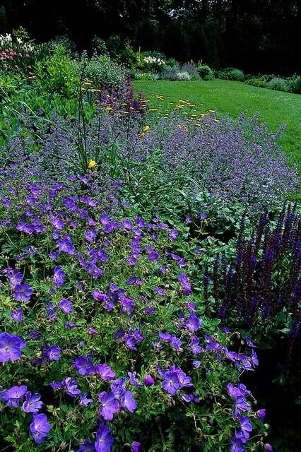 Storchschnabel Geranium 'Johnson's Blue' – ↕10-25cm – Ø9cm – 6 Pflanzen – Winterharte Staude & Bodendecker – Leuchtend blaue Blüten 