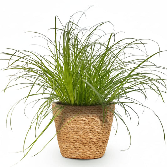 Green boutiQ - Zimmerpflanze - Cyperus alternifolius Zumula - Katzenpflanze - Haustierfreundliche Pflanze - Grün - 1 Pflanze - mit Korb - Topf 12cm - Höhe 20cm 