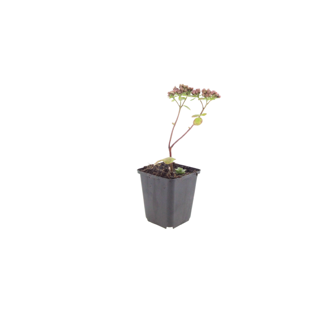 Sedum Matrona – 6 Pflanzen – Ø9cm – Höhe 10-25cm – Winterharte Fetthenne – Dunkelrosa Blüten – Trockenheitsresistent für Beet, Steingarten & Dachbegrünung - Oasis of Life