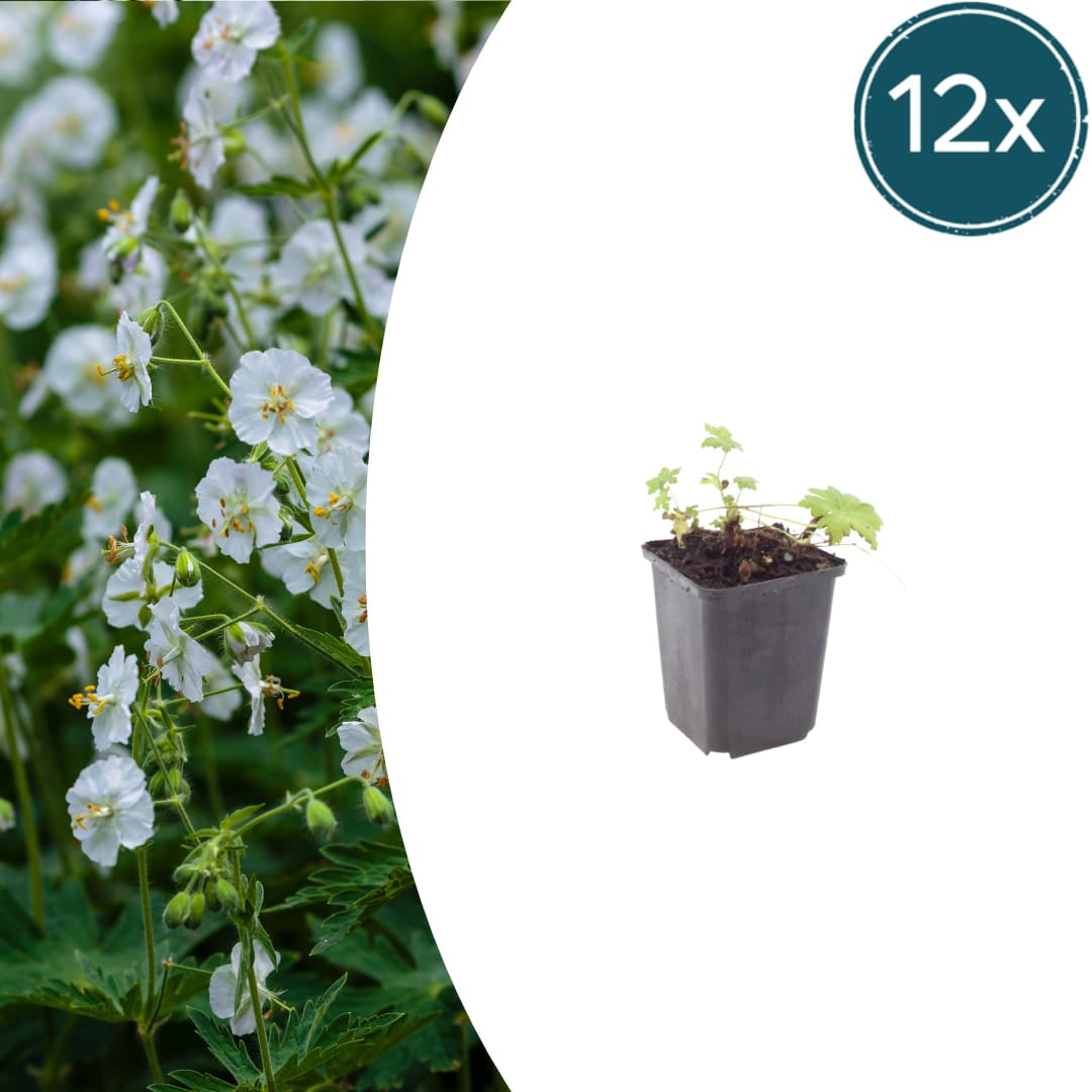 Geranium macrorrhizum White Ness Ø9cm 12 Stück