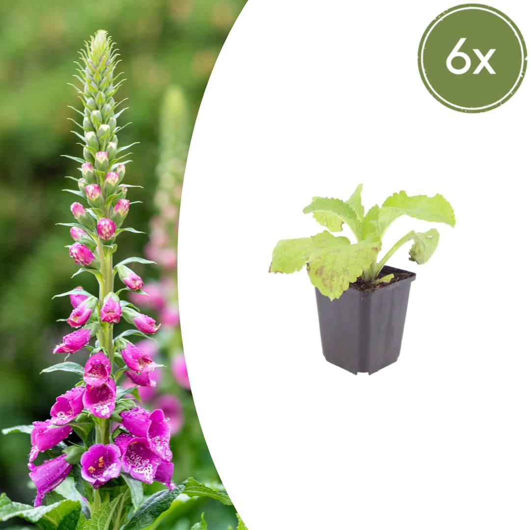 Roter Fingerhut Digitalis purpurea Hohe Blütenstaude für Garten & Cottage Ø9cm 6 Stück