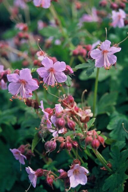Balkan-Storchschnabel Geranium macr. 'Ingwersen's Var.' – ↕10-25cm – Ø9cm – 6 Pflanzen – Winterharter Bodendecker mit zartrosafarbenen Blüten – Duftendes Laub – Für Beete & schattige Bereiche – Pflegeleicht & robust 