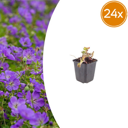 Geranium Azure Rush Winterharte Staude Ø9cm 24 Stück