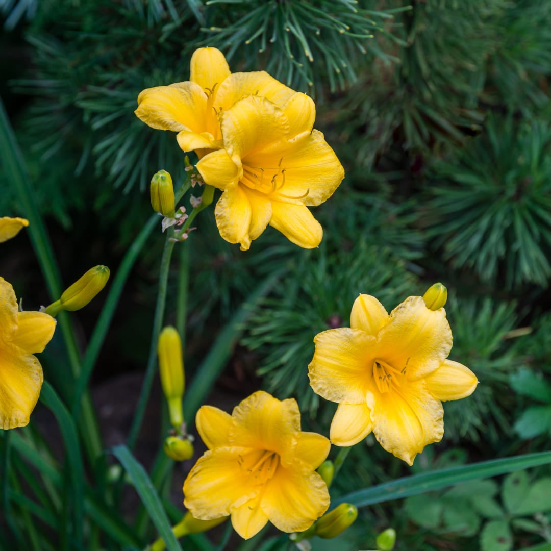 Hemerocallis Stella de Oro Dauerblühende Staude Ø9cm 6 Stück