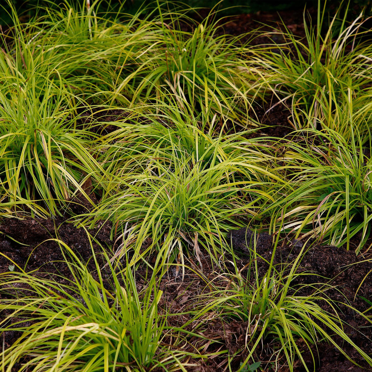 Japansegge Carex oshimensis Everillo – 2 Pflanzen Ø17cm – Immergrün – Pflegeleicht – Leuchtend gelbe Blätter – Ziergras Höhe ca. 50cm 
