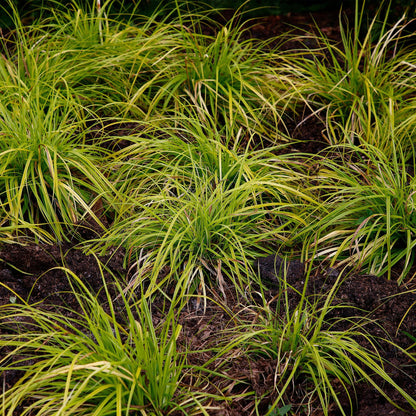 Japansegge Carex oshimensis Everillo – 2 Pflanzen Ø17cm – Immergrün – Pflegeleicht – Leuchtend gelbe Blätter – Ziergras Höhe ca. 50cm 
