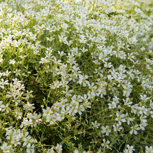 Filziges Hornkraut Cerastium tomentosum Winterharte Bodendecker Staude mit weißen Blüten Ø9cm 48 Stück