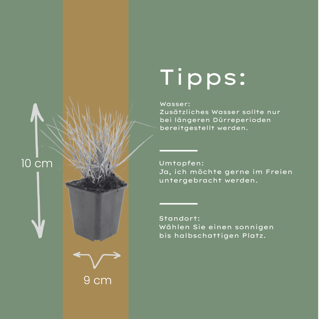 Sesleria autumnalis – 6 Pflanzen – Ø9cm – Höhe 10-25cm – Winterhartes Ziergras – Goldbraune Herbstfärbung – Pflegeleicht für Beet, Steingarten & Naturgarten - Oasis of Life