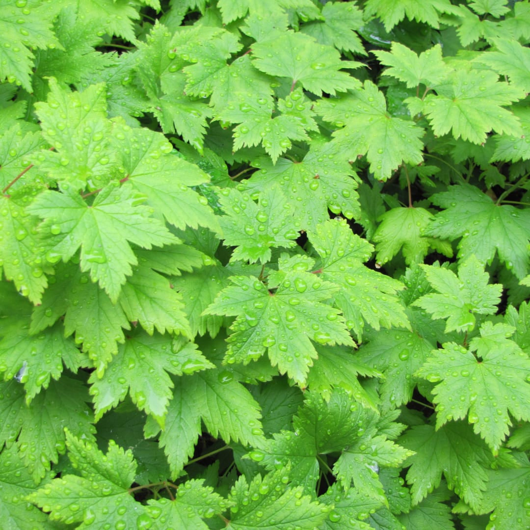 Tiarella cordifolia – 6 Pflanzen – Ø9cm – Höhe 10-25cm – Winterharte Schattenstaude – Weiße Blüten – Bodendecker für Beet, Gehölzrand & Waldgarten - Oasis of Life